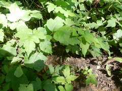 Toxicodendron radicans negundo