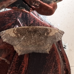 Paragonia cruraria