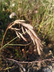 Bromus lanceolatus