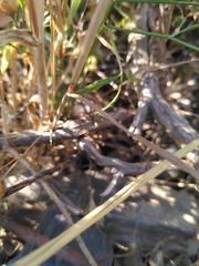 Bromus lanceolatus