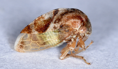 Cyrtolobus vau