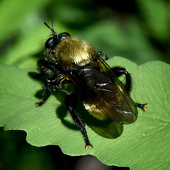 Laphria divisor