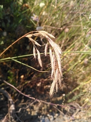 Bromus lanceolatus