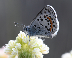 Euphilotes heracleoides