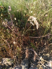 Bromus lanceolatus