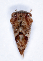 Cyrtolobus vau