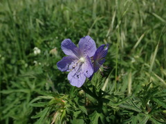 Geranium pratense
