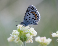 Euphilotes heracleoides