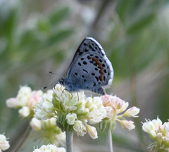 Euphilotes heracleoides