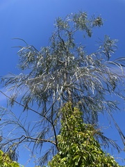 Acacia stenophylla