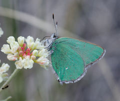 Callophrys affinis