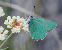 Callophrys affinis