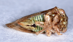 Cyrtolobus vau