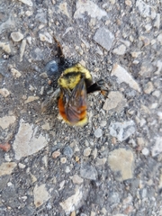 Bombus rufocinctus