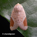 Dyrzela plagiata - Photo (c) Young Chan, some rights reserved (CC BY-NC), uploaded by Young Chan