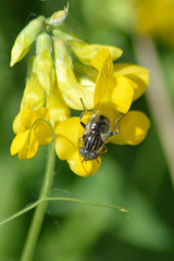 Eristalinus aeneus