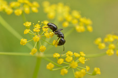 Camponotus aethiops