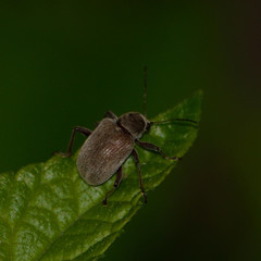 Neofidia lurida