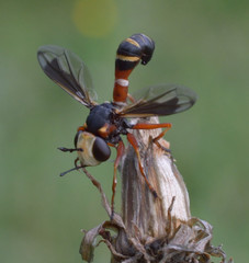 Physocephala vittata