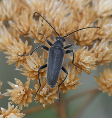 Cortodera