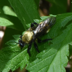 Laphria divisor