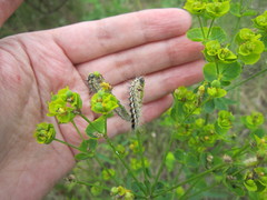 Acronicta geographica
