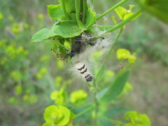 Acronicta geographica