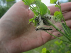 Acronicta geographica