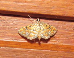 Ommatospila narcaeusalis