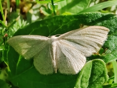 Scopula ternata