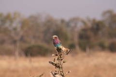 Coracias caudatus