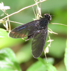 Chrysopilus velutinus