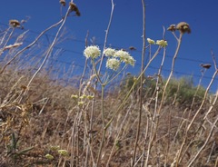 Perideridia pringlei