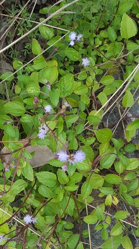 Cape Sable whiteweed (Ageratum littorale)