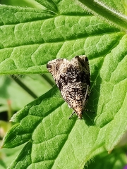 Syricoris