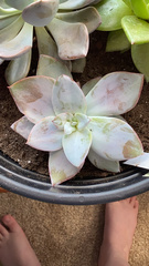 Echeveria cante