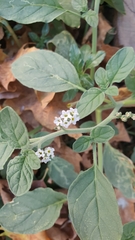 Heliotropium europaeum