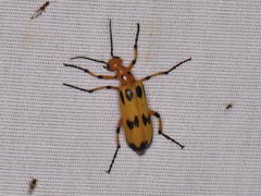 Pyrota fasciata