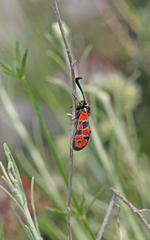 Zygaena hilaris
