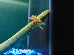 Siren intermedia