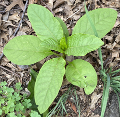 Phytolacca americana