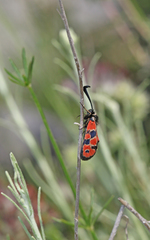 Zygaena hilaris