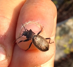 Carabus bremii