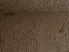 Hemidactylus flaviviridis