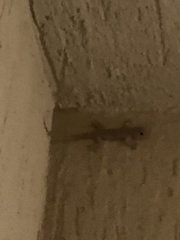 Hemidactylus flaviviridis