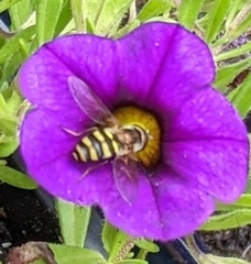 Eupeodes americanus