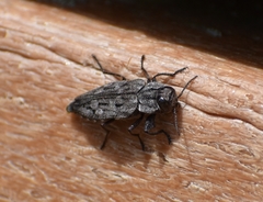 Chrysobothris dentipes