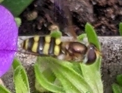 Eupeodes americanus