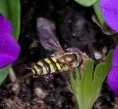 Eupeodes americanus
