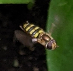 Eupeodes americanus